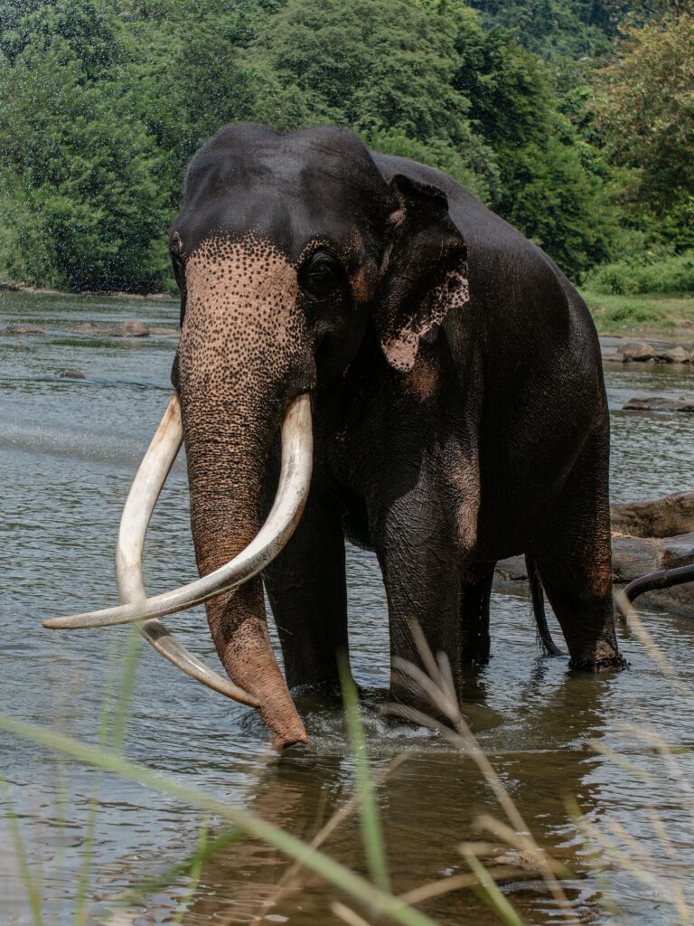 Exploring Sri Lanka: A Land of Breathtaking Beauty and Adventure